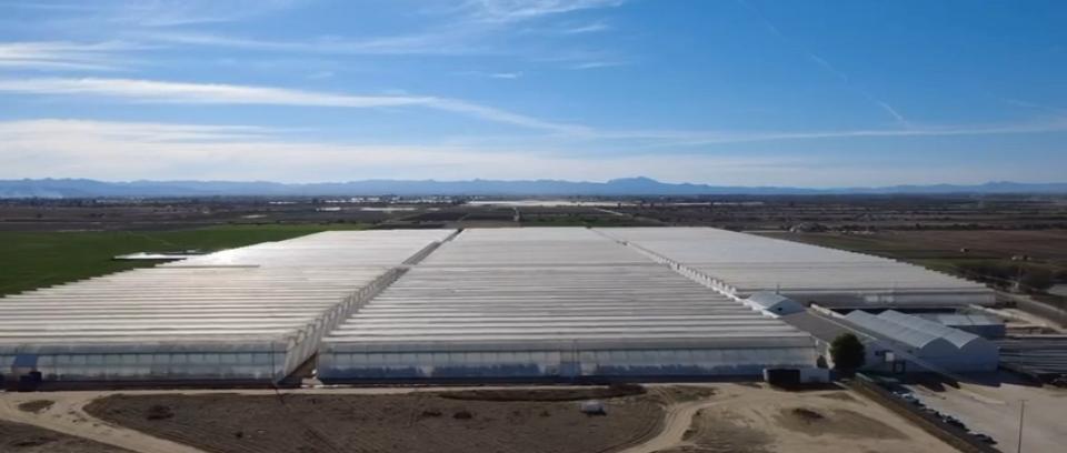 Invernaderos con cultivo de tomate